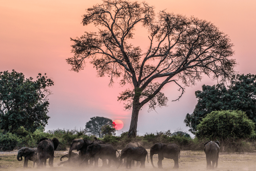 A Zimbabwe sunset with Elephants