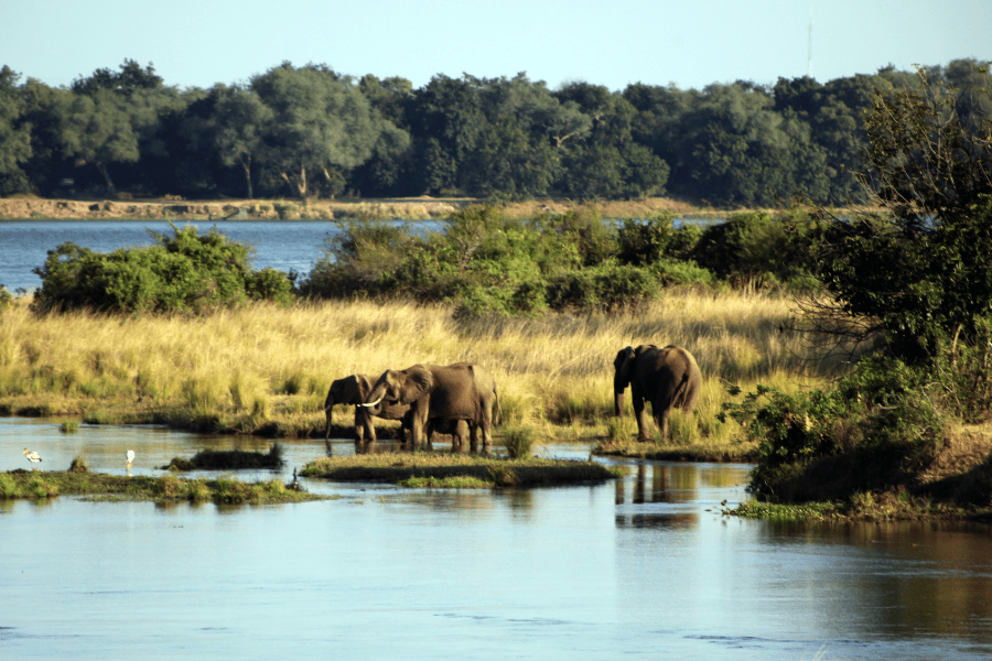 Elephant drinking water from Zambezi river, Zambia